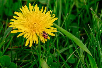 Insect on a Dandelion 