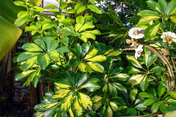 Ornamental houseplant Schefflera arboricola or Umbrella tree with colorful variegated yellow and green leaves on indoor flowerbed in botanical greenhouse. With no people exotic natural background.