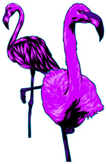 Flamingo