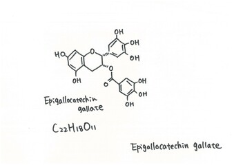 エピガロカテキン