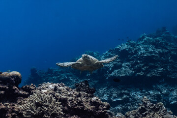 Fototapeta premium Turtle in the reef