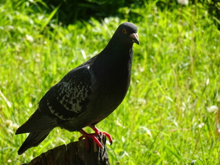 鳩