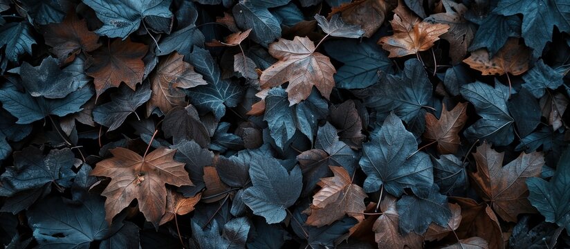 Texture background of black withered leaves falling in autumn