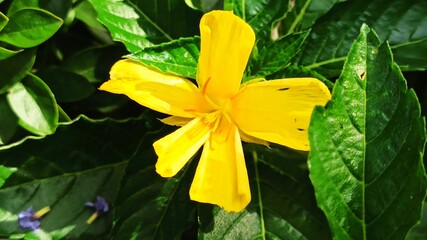 turnera flower