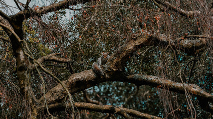 branches in the forest with squirrel
