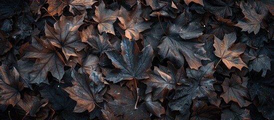 Texture background of black withered leaves falling in autumn