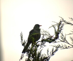 bird on a branch