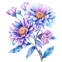 Watercolor aster flower clipart with the option of white or transparent background isolation