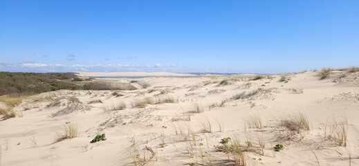 Dunes littorales des Landes, Océan Atlantique, France