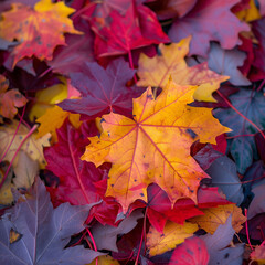 Vibrant Autumn Leaves Close-Up for Seasonal Backgrounds