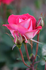 神戸本山街園、岡本ばら園の桜の花が満開