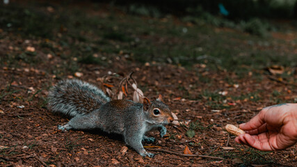 squirrel eating nut