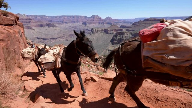 a mule train heads up the South Kaibab Trail to the Grand Canyon south rim