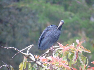 Naklejka premium Bajo la lluvia