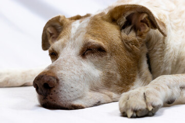 Senior Dog Sleeping Peacefully on a White Background