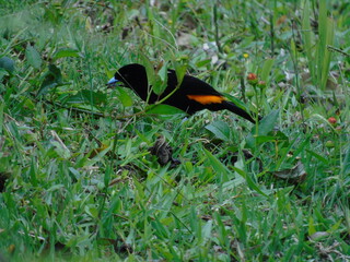 Pájaro en el césped 