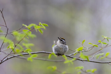 Golden Crowned Kinglet,  Regulus satrapa, one of the smallest songbirds, perched with puffed feathers on branch gray background copy text