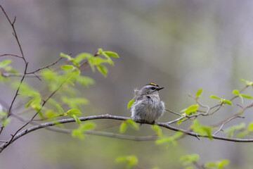 Golden Crowned Kinglet,  Regulus satrapa, one of the smallest songbirds, perched with puffed feathers on branch gray background copy text