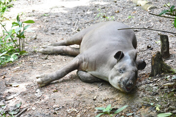 Fundação Zoobotânica de Marabá/PA, Brasil.
Zoobotanical Foundation of Marabá/PA, Brazil.
Zoobotânico.