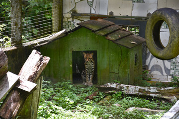Funda&ccedil;&atilde;o Zoobot&acirc;nica de Marab&aacute;/PA, Brasil.
Zoobotanical Foundation of Marab&aacute;/PA, Brazil.
Zoobot&acirc;nico.