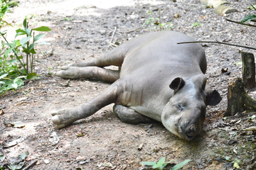 Funda&ccedil;&atilde;o Zoobot&acirc;nica de Marab&aacute;/PA, Brasil.
Zoobotanical Foundation of Marab&aacute;/PA, Brazil.
Zoobot&acirc;nico.