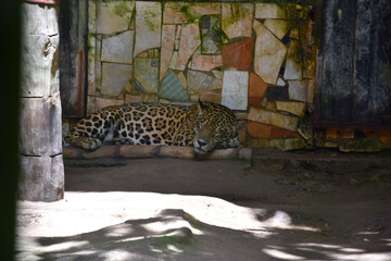 Funda&ccedil;&atilde;o Zoobot&acirc;nica de Marab&aacute;/PA, Brasil.
Zoobotanical Foundation of Marab&aacute;/PA, Brazil.
Zoobot&acirc;nico.