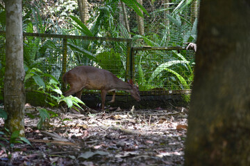 Fundação Zoobotânica de Marabá/PA, Brasil.
Zoobotanical Foundation of Marabá/PA, Brazil.
Zoobotânico.