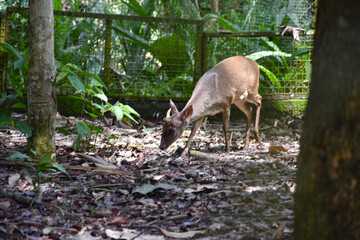 Funda&ccedil;&atilde;o Zoobot&acirc;nica de Marab&aacute;/PA, Brasil.
Zoobotanical Foundation of Marab&aacute;/PA, Brazil.
Zoobot&acirc;nico.