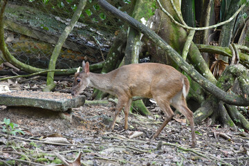 Funda&ccedil;&atilde;o Zoobot&acirc;nica de Marab&aacute;/PA, Brasil.
Zoobotanical Foundation of Marab&aacute;/PA, Brazil.
Zoobot&acirc;nico.