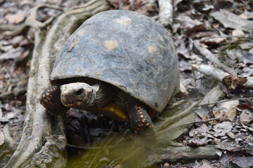 Funda&ccedil;&atilde;o Zoobot&acirc;nica de Marab&aacute;/PA, Brasil.
Zoobotanical Foundation of Marab&aacute;/PA, Brazil.
Zoobot&acirc;nico.