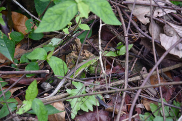 Fundação Zoobotânica de Marabá/PA, Brasil.
Zoobotanical Foundation of Marabá/PA, Brazil.
Zoobotânico.