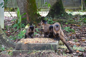 Funda&ccedil;&atilde;o Zoobot&acirc;nica de Marab&aacute;/PA, Brasil.
Zoobotanical Foundation of Marab&aacute;/PA, Brazil.
Zoobot&acirc;nico.