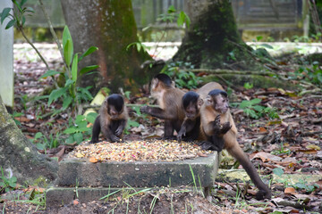 Funda&ccedil;&atilde;o Zoobot&acirc;nica de Marab&aacute;/PA, Brasil.
Zoobotanical Foundation of Marab&aacute;/PA, Brazil.
Zoobot&acirc;nico.