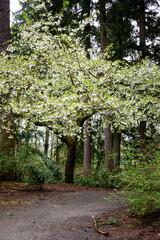 White spring blossoms on flowering ornamental tree next to a path in a woodland park
