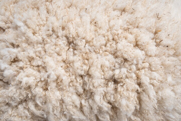 Closeup of curly white wool on a sheep, as a nature background
