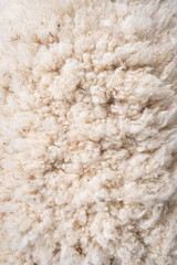 Closeup of curly white wool on a sheep, as a nature background
