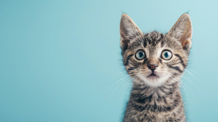 gray tabby kitten with curious questioned face isolated on light blue background.