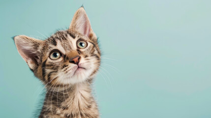 Gray tabby kitten with curious questioned face isolated on light blue background.