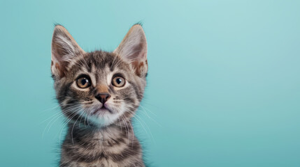 gray tabby kitten with curious questioned face isolated on light blue background.