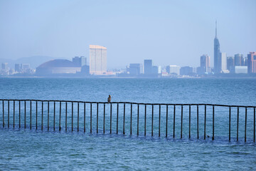 福岡　能古島前の海岸の柵に止まって市街を眺める海鳥