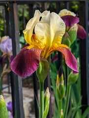 Close up photo of a purple and yellow bearded iris