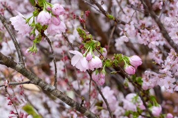 Branches of sakura flowers, cherry blossom