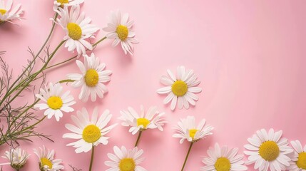 Minimalistic concept with white daisy chamomile flowers on pale pink. Ai Generated