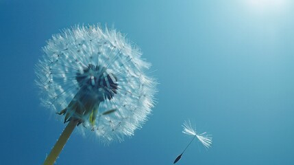 Freedom Wishes: Macro Dandelion on Blue Background, Symbolizing Fragility, Springtime, and Dreams of Goodbye Summer - Soft Focus Nature Image