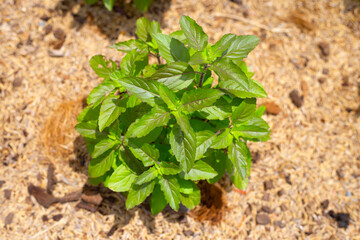 Fresh green leaves of holy basil plant