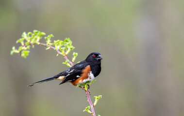 Male Eastern Towhee, Pipilo erythrophthalmus, perched on single branch looking green muted background copy space