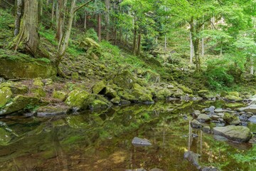 静寂に包まれた神秘的な赤目四十八滝の渓流情景