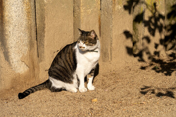 尾道の道で出会った1匹の猫