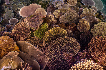 Coral, close up of a coral