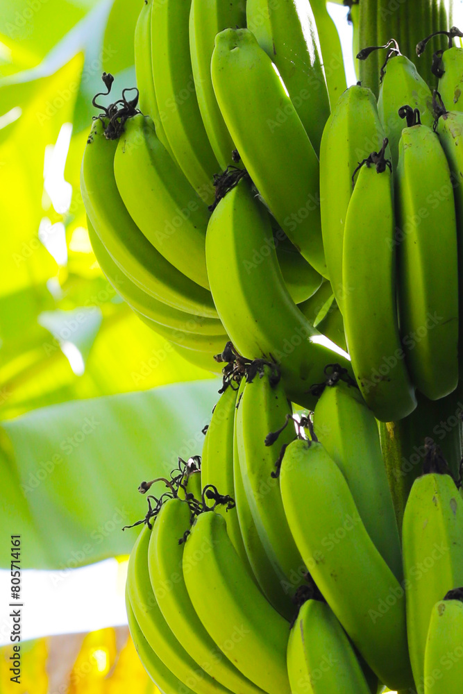 Sticker a bunch of green bananas on tree